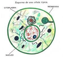 Citoplasma:
*Contiene mitocondrias y retí**** endoplasmatico rugoso.