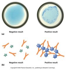 Blue latex particles are in the solution and are coated with human fibrinogen (clot forming glycoprotein) to detect clumping. Latex beads most importantly is coated with IgG, which will bind with Protein A and surface antigens found in MRSA and MSSA