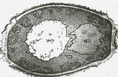 Filamentosas:
*Son colonias algodonosas, estan constituidas por organismos multicelulares en forma de tubo