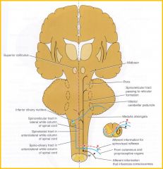 Conveys information to the cerebellum from cutaneous and proprioceptive organs