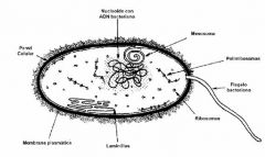 Células procariotas
