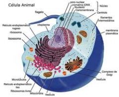 Está dividida en: membrana celular o plasmática, mitocondria, cromatina, lisosoma, aparato de golgi, citoplasma,nucleoplasma, núcleo celular, nucléolo, centriolos y ribosoma.