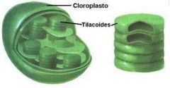Tilacoides