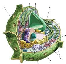 Célula Vegetal: 
*Se trata de células eucariotas, cuyo núcleo está delimitado por una membrana
