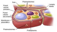 Plasmodesmo: 
*Canales  actúan como compuertas que facilitan y regulan la comunicación y el transporte de macro moléculas entre las células vegetales.