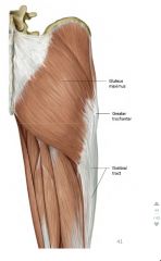 -extends, laterally rotates the thigh
-inferior gluteal nerve