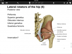 -piriformis
-superior gemellus
-obturator internus
-inferior gemellus
-quadratus femoris
-general attachments: posterior hip--greater trochanter/ intertrochanteric crest
-innervation?