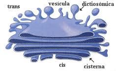 Dictiosoma: 
*Organito celular que elabora glúcidos y proteínas.