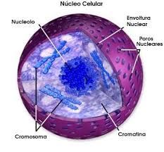 Nucléolo: 
*Su  función principal es la producción y ensamblaje de los componentes ribosómicos
