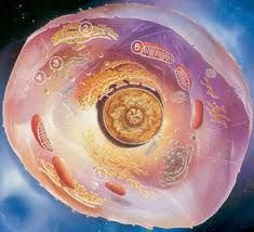 Membrana nuclear: 
*Se encuentra formada por dos capas, una externa y otra interna, y su función es separar el material genético del citoplasma.