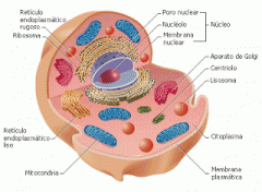 CÉLULA EUCARIOTA
La célula eucariota tienen un modelo de organización mucho más complejo que la célula procariota.