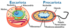 Su tamaño es mucho mayor y en el citoplasma es 
posible encontrar un conjunto de estructuras celulares que cumplen diversas 
funciones y en conjunto se denominan organelas celulares.