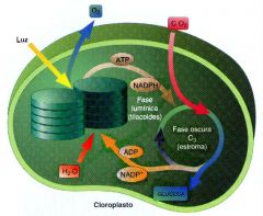 Cloroplasto: 
*Orgánulo de clorofila que permite fotosíntesis
