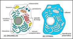En el citosol los ribosomas realizan la síntesis de las proteínas a partir de la información del ARN procede del núcleo y de los aminoácidos disueltos en el citosol