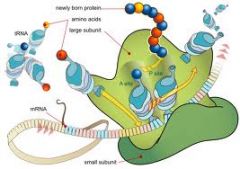 Ribosoma libre: 
*Orgánulo del citoplasma que permite la síntesis de las proteínas
