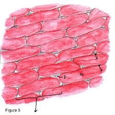 Tonoplasto:
*Juega un papel destacado en la regulación de la presión osmótica ejercida por la savia celular