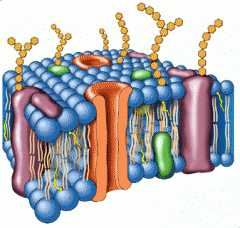 Membrana plasmática: 
*Engloba a las células, define sus límites y contribuye a mantener el equilibrio entre el interior y el exterior de éstas.
