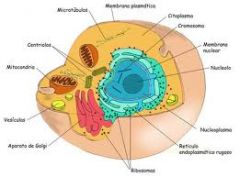 Célula animal: 
*Son células eucariotas, que pueden reproducirse sexualmente y se encuentra en todos los animales.