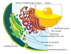 APARATO DE GOLGI: 
Se encarga del empaquetamiento de las células eucariotas, responsable del transporte seguro de los compuestos sintetizados al exterior de la célula.