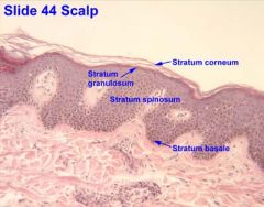  Scalp (Skin)

Function: epidermis of the top of the head 

- insulates skull and 
protects