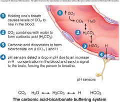Figure 2.14 – Holding your breath. CO2 accumulates in the blood when a person holds his or her breath. CO2 combines with water, forming carbonic acid. Carbonic acid dissociates into bicarbonate and H+, which acts to lower the pH. The drop in pH ...