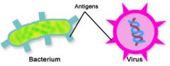 Cells that consume bacteria. Eg. The antigens ate the bacteria and infected cells and did the human body of becoming taken over and ill.