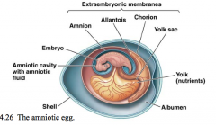 amnion: protection 
 allantois: waste disposal 
 chorion (together with allantois): gas exchange 
							
							
								
yolk sac: covers yolk (nutrients)