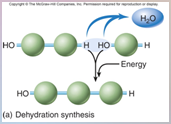 Polymers are made of Monomers: Dehydration Synthesis – ________ ____ formed by the removal of OH and H groups (molecule of water).