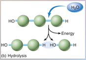 [HYDROLYSIS] – breaking of a polymer by adding H to one subunit and OH to another thus breaking the covalent bond.