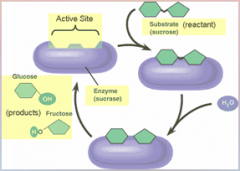 Proteins: Enzymes – [LOWER] the energy required to initiation a particular [CHEMICAL] reaction.