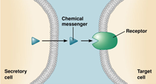 Proteins: Structural Roles – Chemical messengers. (?)