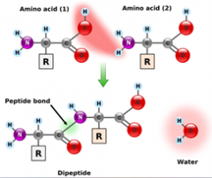 Proteins: Peptide Bond – covalent bond that links two [AMINO ACIDS] via dehydration synthesis.