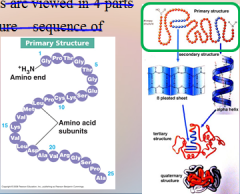 Proteins: Protein structures are viewed in 4 parts – Primary Structure – sequence of [AMINO ACIDS].