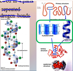 Proteins: Protein structures are viewed in 4 parts – Secondary Structure – repeated [PATTERNS] formed by hydrogen bonds between R groups (α-[HELIX]).