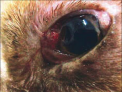 this dog presented with acute conjunctivitis. His new owners recently found him abandoned and covered with flies. What parasite is causing his problem?