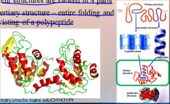 Proteins: Protein structures are viewed in 4 parts – Tertiary Structure – entire [FOLDING] and [TWISTING] of a polypeptide.
