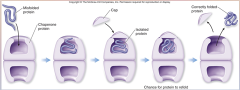 Proteins: Some proteins do not fold properly and need the aid of [CHAPERONE PROTEINS] to help it fold correctly.