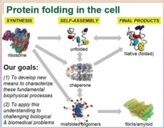 Proteins: Proteins that do not fold properly can lead to [DISEASE].