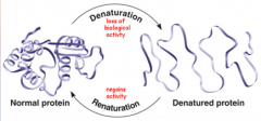 Proteins: Denaturing (_________ of a protein) occurs when the cellular environment _______ altering hydrogen bonds.