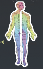 Certain regions of the skin lead to certain places in the spinal cord. This is important clinically because lesions in certain areas of the skin can indicate issues in different areas of the spinal cord.