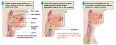 As reflex
     begins, soft palate elevates to close off nasopharynx 

Muscle
      contraction move larynx up and forward (which help
       close off trachea and open upper esophageal sphincter)

As bolus
      move down toward esophagus, epigl...