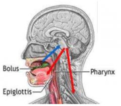 Chewing food and pushing bolus of food toward pharynx by having the
tongue touching the hard palate (where tongue is crating smaller space for
bolus)







Tongue pulled upwards against hard palate

Respiration inhibited