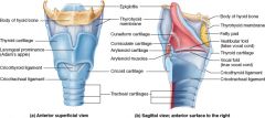 Which cartilage belonging to the larynx anchors the vocal cords?


 