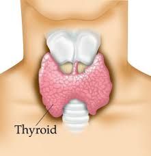 Thyroid Hormone, Synthroid