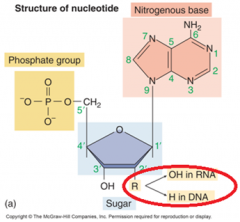 Nucleic Acids: ________________ ____ (DNA) vs. ___________ ____ (RNA)