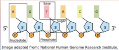 Nucleic Acids: A [POLYNUCLEOTIDE] chain is formed when the 5-carbon sugars are linked with a [PHOSPHATE] group.