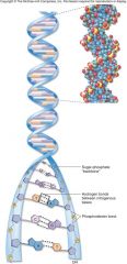 Nucleic Acids: DNA is a [DOUBLE HELIX].