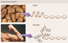 Carbohydrates: Complex Carbohydrates – polysaccharides ([STARCH] and [GLYCOGEN]).
