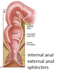 Of the internal and external anal sphincters, which one is voluntary and involuntary?