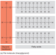 Lipids: Fats (_____________) are lipids made of fatty acids (long chain of carbon and hydrogen) and a ________ backbone.